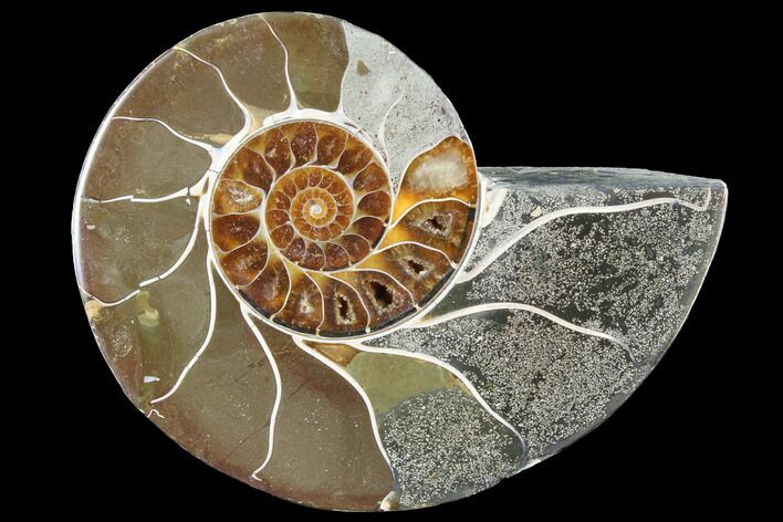 Thick Ammonite (Anapuzosia) Fossil Half #88035